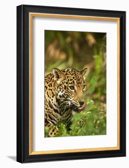 Mexico, Panthera Onca, Jaguar Licking Lips, Portrait-David Slater-Framed Photographic Print