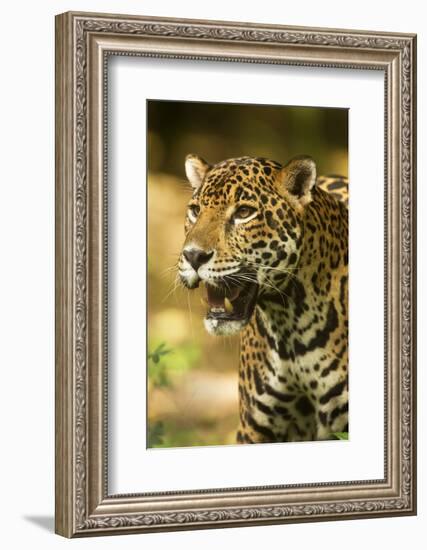 Mexico, Panthera Onca, Jaguar Portrait-David Slater-Framed Photographic Print