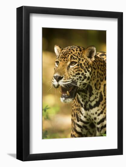 Mexico, Panthera Onca, Jaguar Portrait-David Slater-Framed Photographic Print