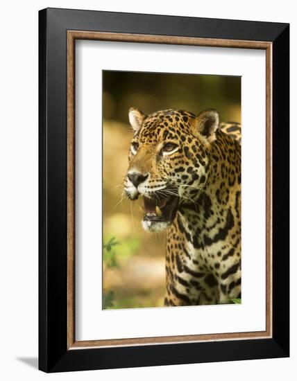 Mexico, Panthera Onca, Jaguar Portrait-David Slater-Framed Photographic Print