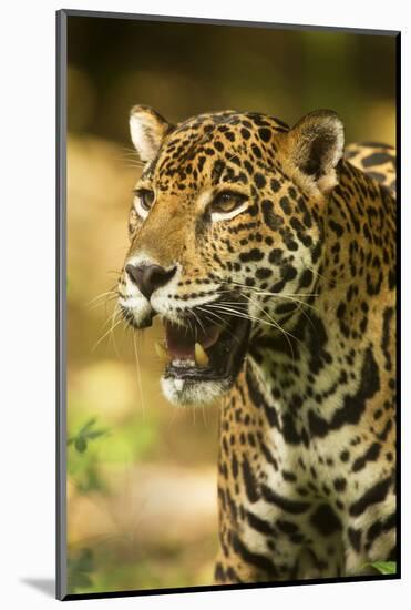 Mexico, Panthera Onca, Jaguar Portrait-David Slater-Mounted Photographic Print