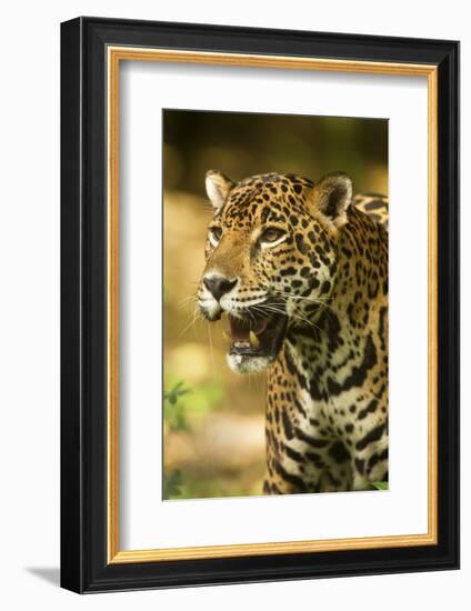 Mexico, Panthera Onca, Jaguar Portrait-David Slater-Framed Photographic Print