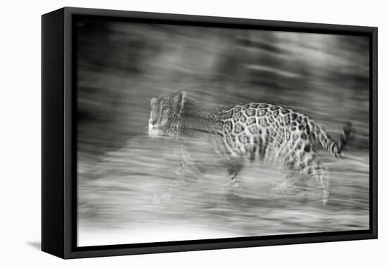 Mexico, Panthera Onca, Jaguar Running Through Forest-David Slater-Framed Premier Image Canvas