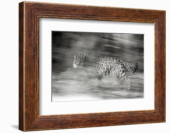 Mexico, Panthera Onca, Jaguar Running Through Forest-David Slater-Framed Photographic Print