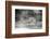 Mexico, Panthera Onca, Jaguar Running Through Forest-David Slater-Framed Photographic Print