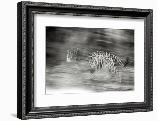 Mexico, Panthera Onca, Jaguar Running Through Forest-David Slater-Framed Photographic Print