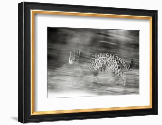 Mexico, Panthera Onca, Jaguar Running Through Forest-David Slater-Framed Photographic Print