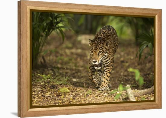 Mexico, Panthera Onca, Jaguar Walking in Forest-David Slater-Framed Premier Image Canvas