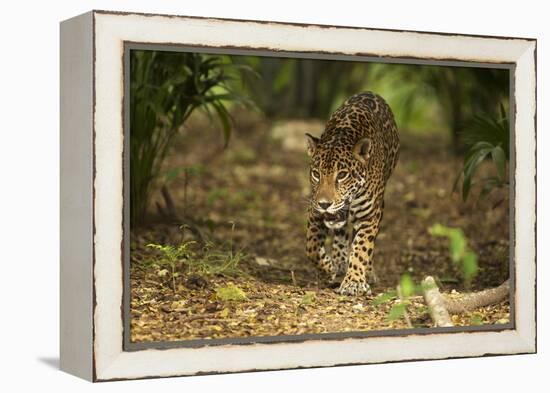 Mexico, Panthera Onca, Jaguar Walking in Forest-David Slater-Framed Premier Image Canvas