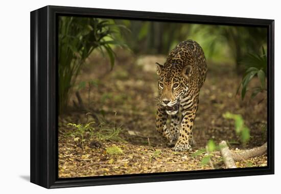 Mexico, Panthera Onca, Jaguar Walking in Forest-David Slater-Framed Premier Image Canvas