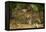 Mexico, Panthera Onca, Jaguar Walking in Forest-David Slater-Framed Premier Image Canvas