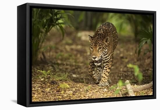 Mexico, Panthera Onca, Jaguar Walking in Forest-David Slater-Framed Premier Image Canvas