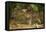 Mexico, Panthera Onca, Jaguar Walking in Forest-David Slater-Framed Premier Image Canvas