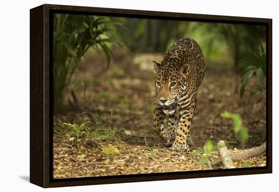 Mexico, Panthera Onca, Jaguar Walking in Forest-David Slater-Framed Premier Image Canvas