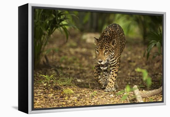 Mexico, Panthera Onca, Jaguar Walking in Forest-David Slater-Framed Premier Image Canvas