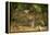 Mexico, Panthera Onca, Jaguar Walking in Forest-David Slater-Framed Premier Image Canvas