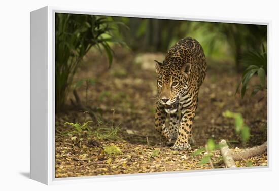 Mexico, Panthera Onca, Jaguar Walking in Forest-David Slater-Framed Premier Image Canvas