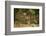 Mexico, Panthera Onca, Jaguar Walking in Forest-David Slater-Framed Photographic Print