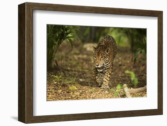 Mexico, Panthera Onca, Jaguar Walking in Forest-David Slater-Framed Photographic Print