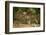 Mexico, Panthera Onca, Jaguar Walking in Forest-David Slater-Framed Photographic Print