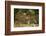 Mexico, Panthera Onca, Jaguar Walking in Forest-David Slater-Framed Photographic Print