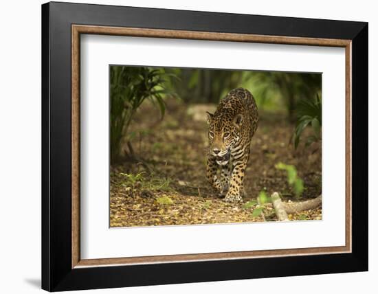 Mexico, Panthera Onca, Jaguar Walking in Forest-David Slater-Framed Photographic Print