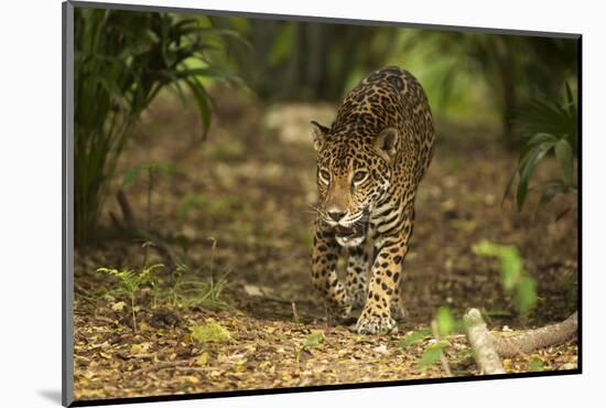 Mexico, Panthera Onca, Jaguar Walking in Forest-David Slater-Mounted Photographic Print
