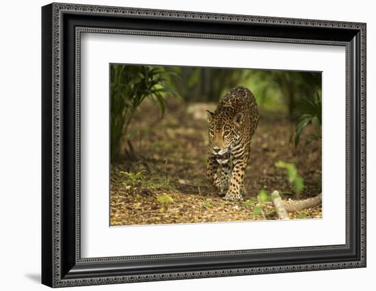 Mexico, Panthera Onca, Jaguar Walking in Forest-David Slater-Framed Photographic Print