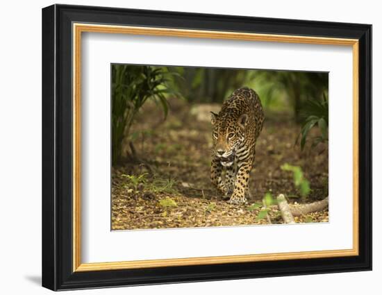 Mexico, Panthera Onca, Jaguar Walking in Forest-David Slater-Framed Photographic Print