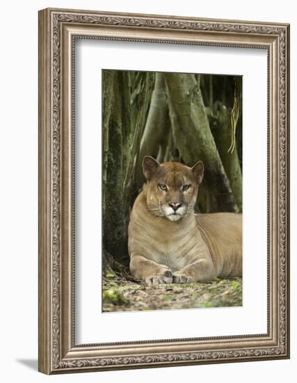 Mexico. Puma Concolor, Puma in Montane Tropical Forest-David Slater-Framed Photographic Print