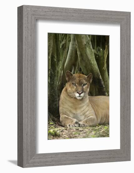 Mexico. Puma Concolor, Puma in Montane Tropical Forest-David Slater-Framed Photographic Print