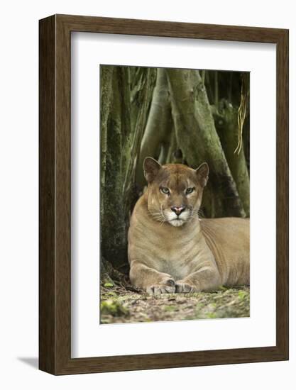 Mexico. Puma Concolor, Puma in Montane Tropical Forest-David Slater-Framed Photographic Print