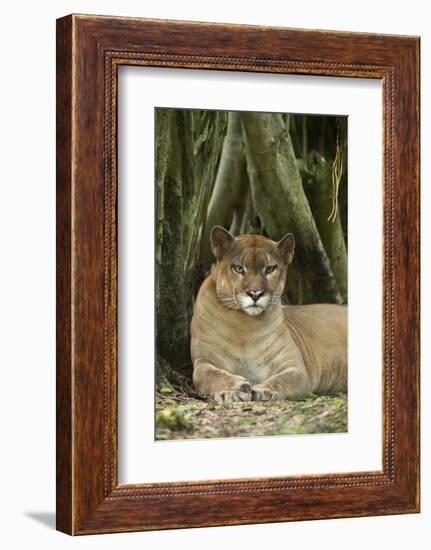 Mexico. Puma Concolor, Puma in Montane Tropical Forest-David Slater-Framed Photographic Print