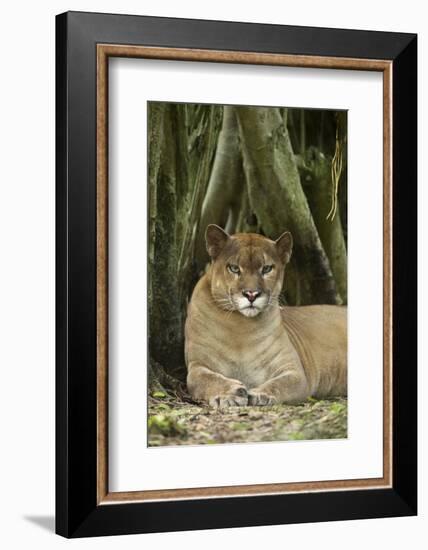 Mexico. Puma Concolor, Puma in Montane Tropical Forest-David Slater-Framed Photographic Print