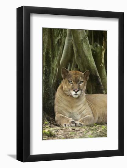 Mexico. Puma Concolor, Puma in Montane Tropical Forest-David Slater-Framed Photographic Print