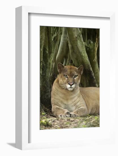 Mexico. Puma Concolor, Puma in Montane Tropical Forest-David Slater-Framed Photographic Print