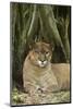 Mexico. Puma Concolor, Puma in Montane Tropical Forest-David Slater-Mounted Photographic Print