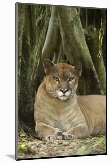 Mexico. Puma Concolor, Puma in Montane Tropical Forest-David Slater-Mounted Photographic Print