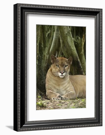 Mexico. Puma Concolor, Puma in Montane Tropical Forest-David Slater-Framed Photographic Print