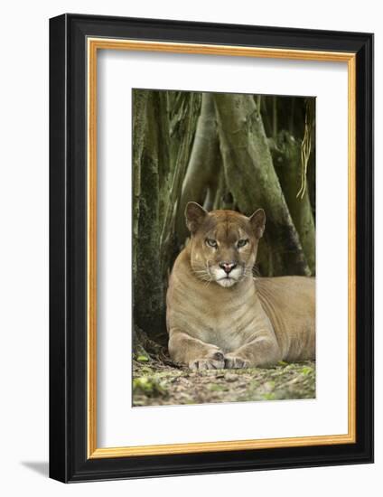 Mexico. Puma Concolor, Puma in Montane Tropical Forest-David Slater-Framed Photographic Print