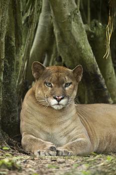 'Mexico. Puma Concolor, Puma in Montane Tropical Forest' Photographic Print  - David Slater | Art.com