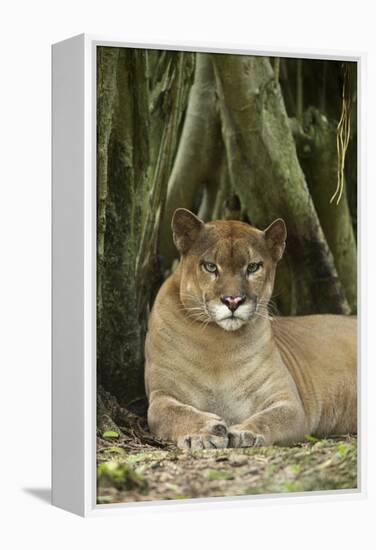 Mexico. Puma Concolor, Puma in Montane Tropical Forest-David Slater-Framed Premier Image Canvas