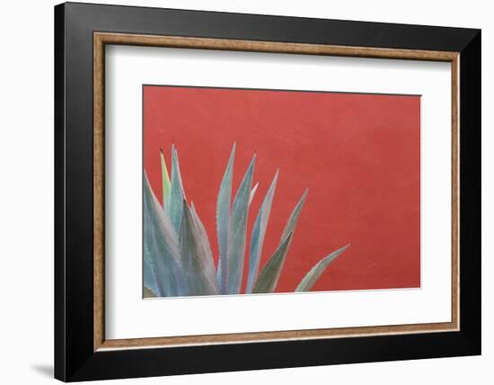 Mexico, San Miguel De Allende. Agave Plant Next to Colorful Wall-Jaynes Gallery-Framed Photographic Print