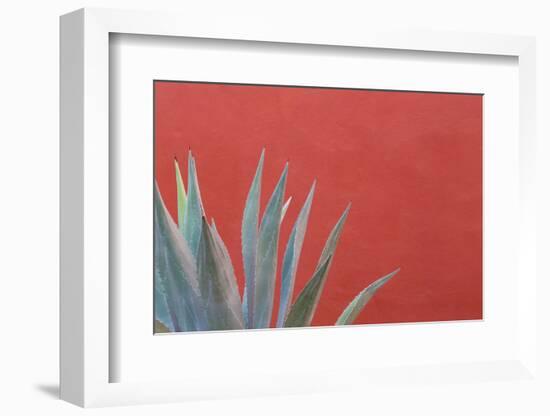 Mexico, San Miguel De Allende. Agave Plant Next to Colorful Wall-Jaynes Gallery-Framed Photographic Print