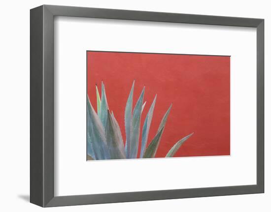 Mexico, San Miguel De Allende. Agave Plant Next to Colorful Wall-Jaynes Gallery-Framed Photographic Print