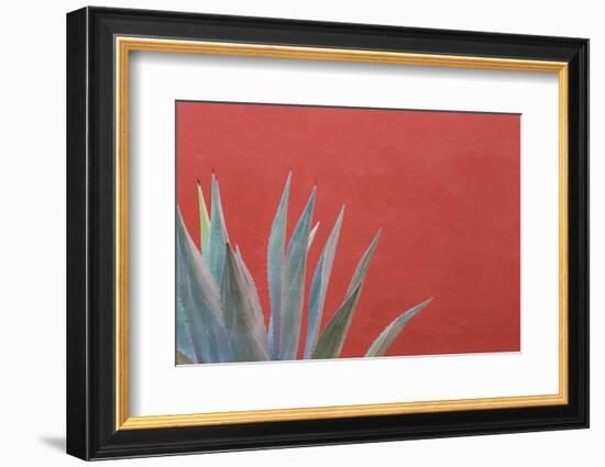 Mexico, San Miguel De Allende. Agave Plant Next to Colorful Wall-Jaynes Gallery-Framed Photographic Print