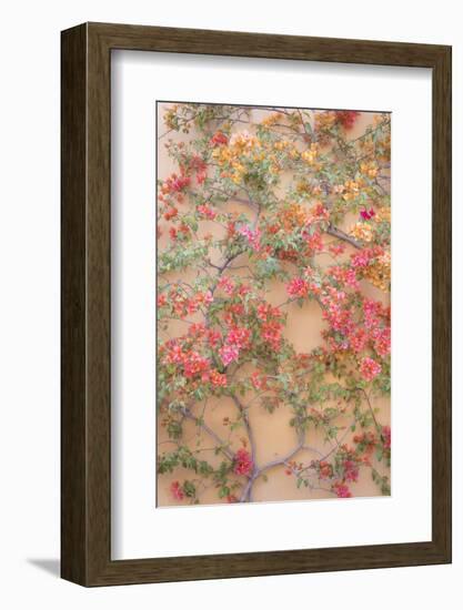 Mexico, San Miguel De Allende. Bougainvillea Growing on Wall-Jaynes Gallery-Framed Photographic Print