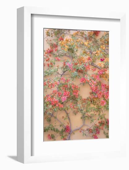 Mexico, San Miguel De Allende. Bougainvillea Growing on Wall-Jaynes Gallery-Framed Photographic Print