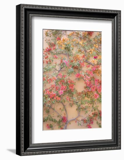 Mexico, San Miguel De Allende. Bougainvillea Growing on Wall-Jaynes Gallery-Framed Photographic Print