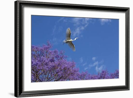 Mexico, San Miguel De Allende. Great Egret Flying over Jacaranda Tree-Jaynes Gallery-Framed Photographic Print